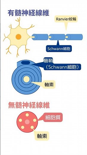 筋紡錘の運動線維の機能を持つのはどっち？ #理学療法士 #理学療法 #理学療法士国家試験 ＃勉強 ＃作業療法士国家試験 ＃作業療法士