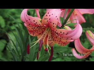 Tiger Lily Symmetry Collection Stunning assortment of tiger lilies