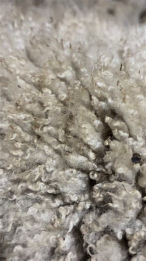 Sheep’s wool is SO cool (and warm 😜) - it naturally comes in so many different textures and it helps keep the wooly sheep warm and/or cool no matter the climate! 🐑 #sheep #wool #fiber #farming #sheepfarming