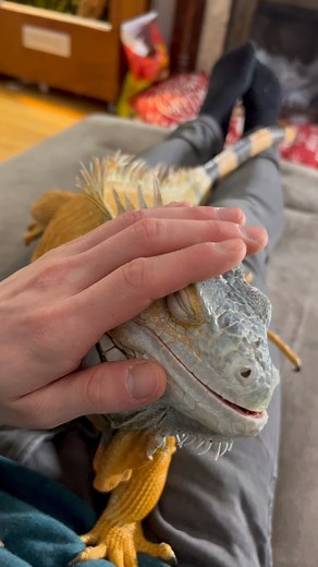 Just me enjoying petting ❤️ | Lizardthebuddy