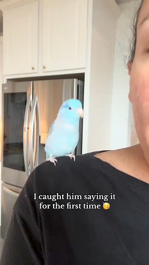 bb bird 🐣 #baby #babybird #bb #parrotlet #bird | Green Bird Brigade