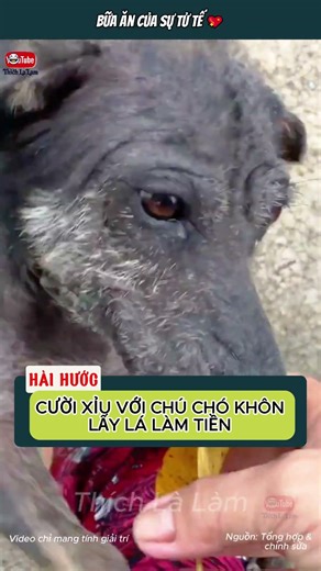 CHÚ CHÓ KHÔN LẤY LÁ LÀM TIỀN ĐỂ MUA CƠM 🤣❤️ | #thichlalam #chokhon