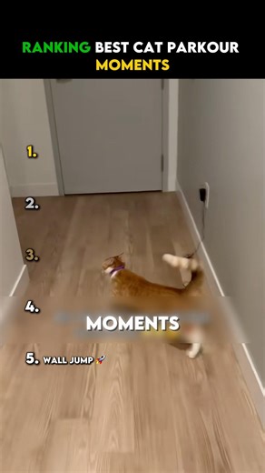 Best cat parkour moments…