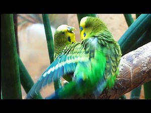 Wellensittich Paarung Parakeet Budgie Mating