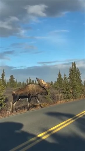 Why it’s better to hit almost anything except a tree! 😱🌳 #idaho #eastidaho #idahofalls #news #podcast #idahofallspodcasts #idahopodcast #ifafpod #moose #tree #psa #safety | IFAF Podcast - Idaho Falls