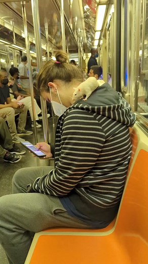 SubwayCreatures on TikTok