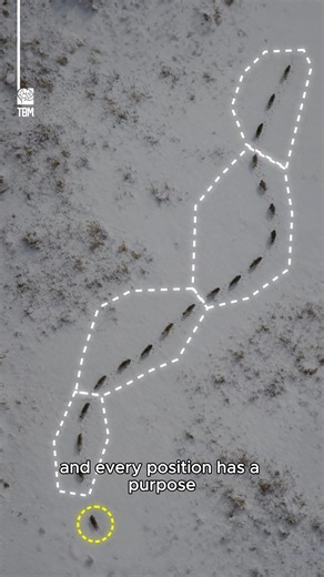 TheBrainMaze on Instagram: "The Formation of Wolves - In this video, we visualized how wolves travel in a five-part formation where every position serves a purpose, from the weakest at the front to just a single wolf at the back."
