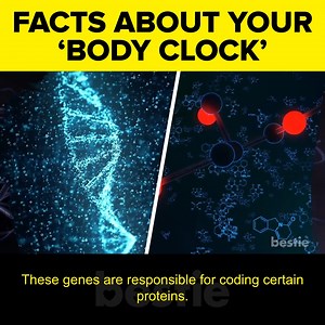 How Your Body's Internal Clock Affects Your Health How Your Body's Internal Clock Affects Your Health #CircadianRythm #BiologicalClocksAndCircadianRythms #InternalClock Sources: https://pastebin.com/5dz66VCz | Bestie