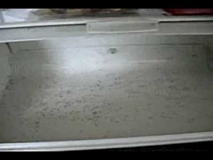 ANTS on a Plane! Ants EVERYWHERE!