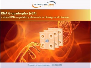RNA G-quadruplex (rG4)- Novel RNA regulatory elements in biology and disease