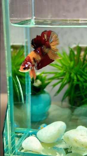 The Crowned Jewel of Aquariums – Meet the Magnificent Halfmoon Betta! 🐠👑#bettafish #fish#animals