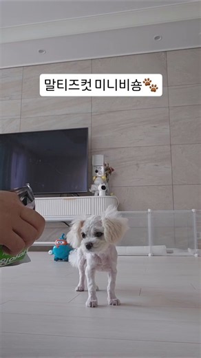 말티즈컷 미니비숑