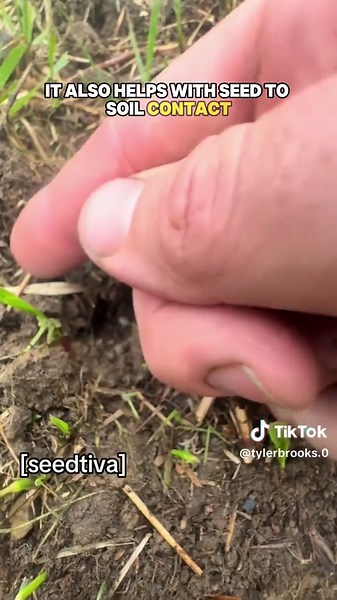 Eight weeks later my lawn is green again Here’s why #LawnCareJourney#rifpod #LawnCare