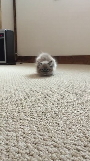 Merlin Ragdoll on TikTok