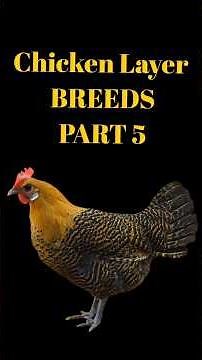 Top Chicken Layer Breeds Worldwide Part 5