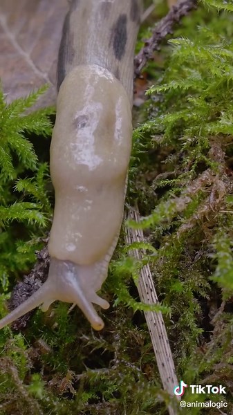 big 😏 but sloooow 🥱 #slugs #slimey #nature #animals #bananaslugs
