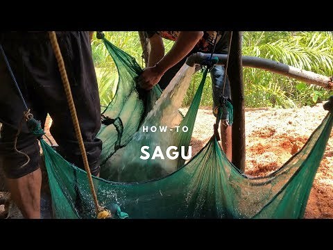 How to Process Sagu (Southeast Sulawesi) | Indonesian food