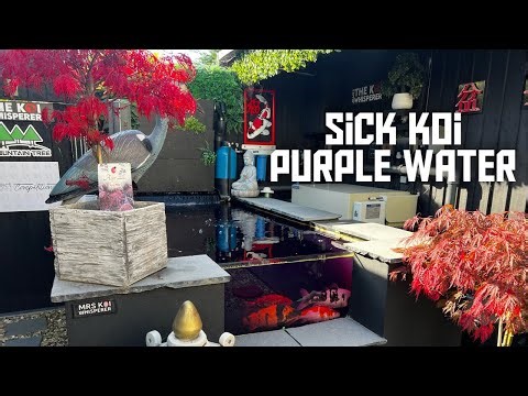 KOI POND PROBLEMS CAN I FIX IT IN TIME !!!**SICK KOI**