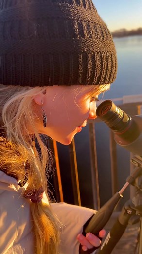 Chicory Chickadee on TikTok