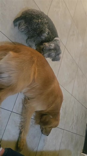 Creo que escuche un lindo perrito #vira #viraltiktok #jugar #mejoresamigos #snauzers #golden #hermanos #cdobregon