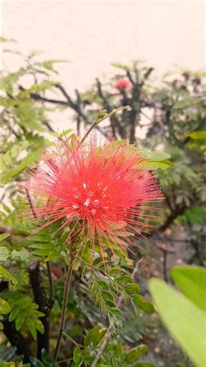 🌸 Flowers Red Powder Puff in Bloom. Florida, USA 🌴🗽 #flowers #flower