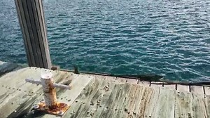 7.5K views · 239 reactions | LAUNCHING IGUANAS...... | FishMonster Key West | Facebook