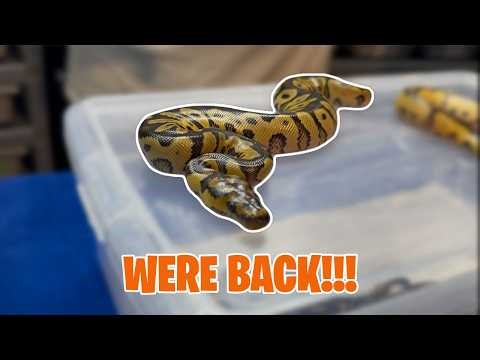 We're Back!!! Clutch Update!! #ballpython #snakes