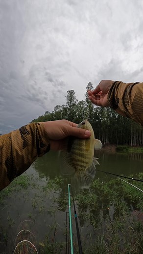 ปลาหมอใหญ่ #จิมพาเลาะ #เหยื่อตกปลาพาเลาะ #ชิงหลิว #ตกปลาหมายธรรมชาติ