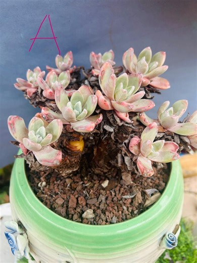 Dudleya Farinosa Cluster Old Trunk Live Rooted , Get 2 Free Succulent Cuttings - Etsy