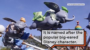 WATCH — Deep, dark sea reveals ghost-like Dumbo octopus