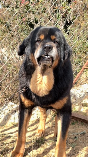 Exploring the Bhotekukur: The Tibetan Mastiff Breed