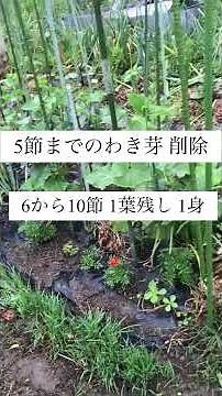 夏すずみ 節なり きゅうり