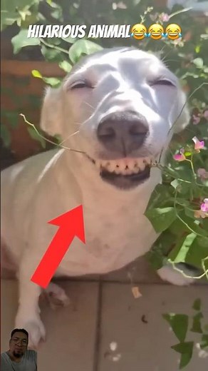 Try Not to Laugh Challenge: Hilarious Animal Moments!