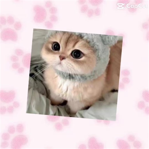 Bread. 🍞 (@catcutes7)’s videos with Originalton - 🪶🦊🐱~☆ミLili○o。◇.☆( ＞Д＜；)🐾