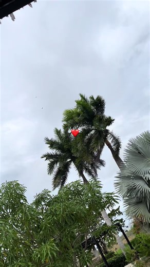 Vallenato: Ilusiones y Amor Perdido