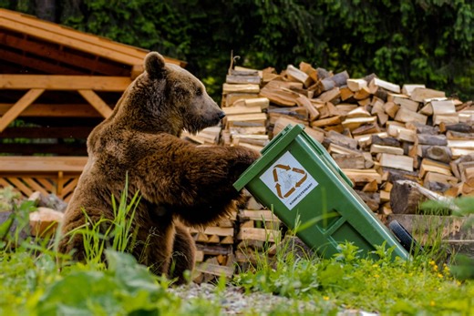 Watch: Bear makes off with trash from bear-proof trash bin
