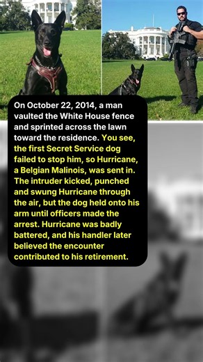 This Secret Service Dog Was Kicked And Punched—But Wouldn't Let Go