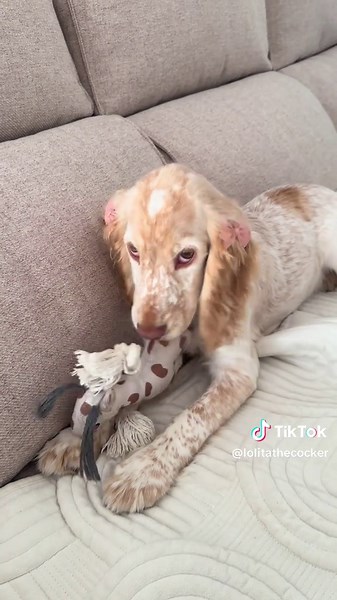 pretty girl 🎀 #puppylove #cockerspaniel