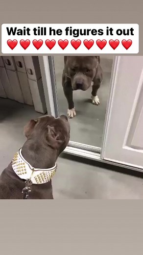 314K views · 6.8K reactions | Super smart dog checks behind mirror after seeing himself 爵 #reels #dog #love | I am the HULK | Facebook