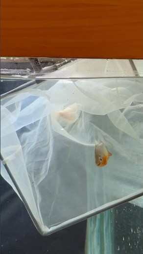 Got a new giant gourami and pacu for my 10ft monster tank