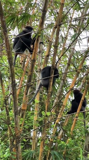 Cercopithecidae #austalia #monkeys