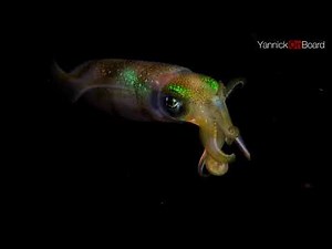 How a squid swim ? (slow motion)