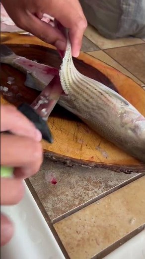 How to filet a striper in about under a minute!! (How to) #striperfishing #howto #cooking #tacos