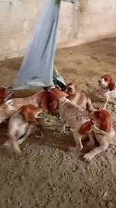 English Coonhound Redtick #cachorro #perrosdecaceriajbbaston #viralreelsシ #fypシ | Perros De Caceria JB Baston