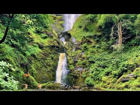 Hares in Natural Habitat