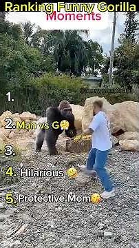 Ranking funny🤣Gorilla 🦍 moments