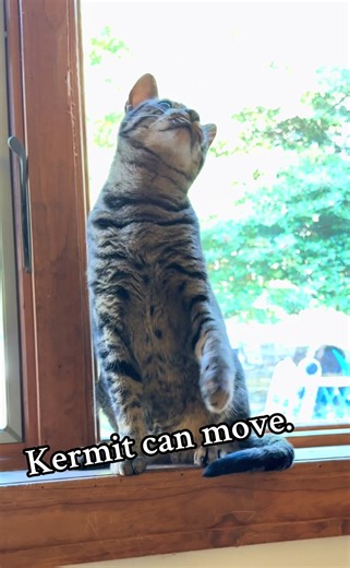 This kitty has the moves! Don’t just sit there. Move with him! There you go. Now stand up and let loose. #fyp #dance #catsoftiktok #mj #viral