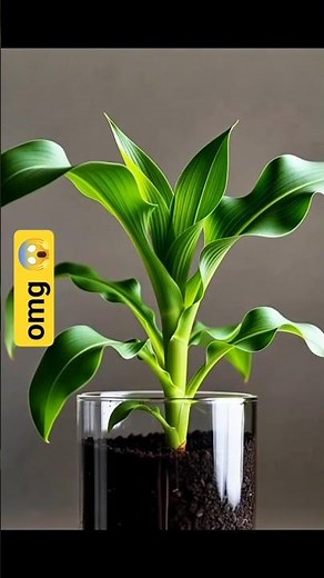 ALLAH_🕋. name write in C Box 🎁🙏🇵🇰🌽 corn plant growth.#shortfeeds#shortfeed#islamicquotes#islamic