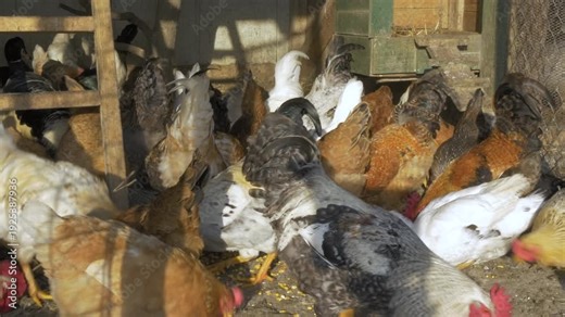 A lively flock of chickens and roosters actively feeding and pecking the ground inside a rustic farm coop. The poultry showcase natural flock dynamics in an enclosed agricultural setting