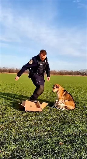 Policía destruye la casa de unos perritos #dogs #perros